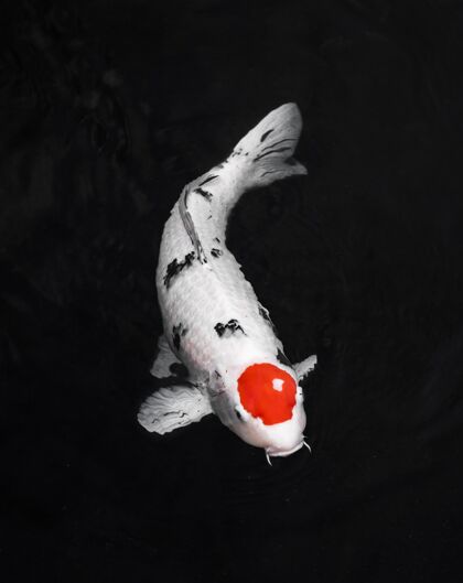 海底顶视图彩色锦鲤鱼海洋海洋鱼鱼