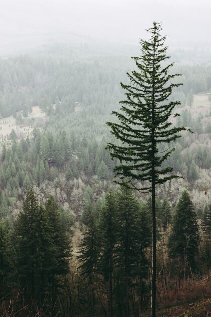 木头森林里一棵大树的垂直镜头风景植物山