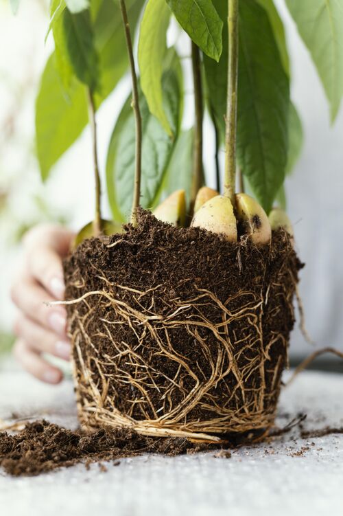 室内把根埋在土里的手收起来植物绿色装饰