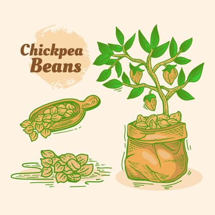 饮食画鹰嘴豆和植物鹰嘴豆营养鹰嘴豆