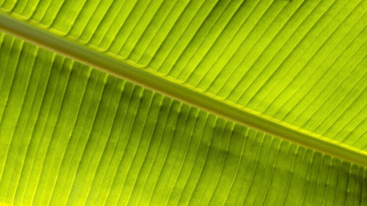 大自然热带叶植物俯视图植物绿色植物树叶