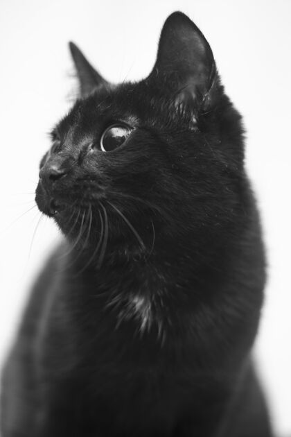 黑色垂直灰度特写镜头的一只黑猫与可爱的眼睛可爱肖像宠物