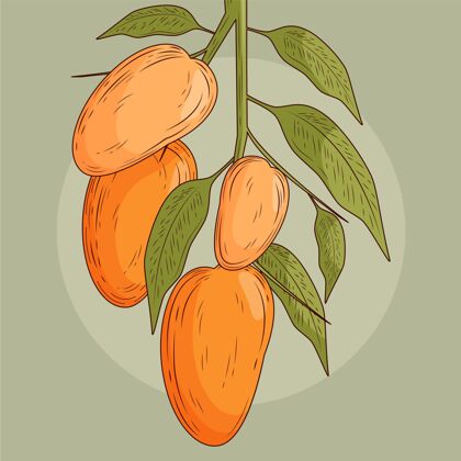 健康食品植物芒果树正面图健康异国情调天然