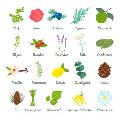 自然详细的精油草药收集蔬菜细节分类