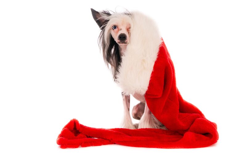 可爱特写镜头一个可爱的中国冠毛狗与圣诞节装饰帽子隔离在白色背景宠物毛茸茸的血统