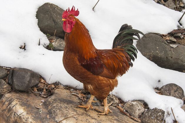 鸡白天在雪地里醒来的公鸡羽毛翅膀国内