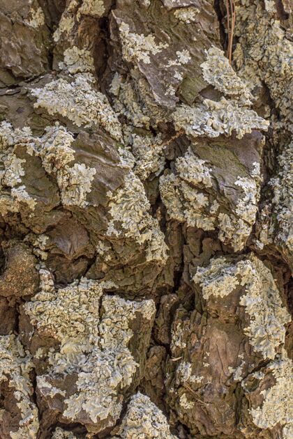 树皮树皮正面图结构组成自然