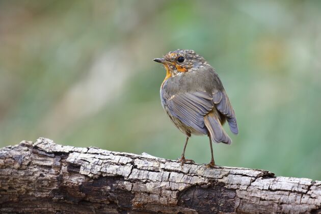 鸟类学一只异国鸟坐在树的粗枝上的选择性聚焦镜头动物季节自然