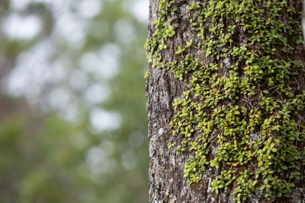 枫树新鲜树干的特写照片摄影丛林木材