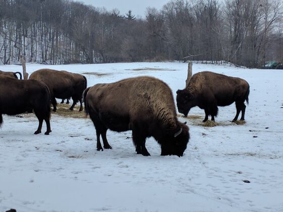 自然一群野牛在白雪皑皑的地上清理和吃草 地上长满了没有叶子的树美国野生公园
