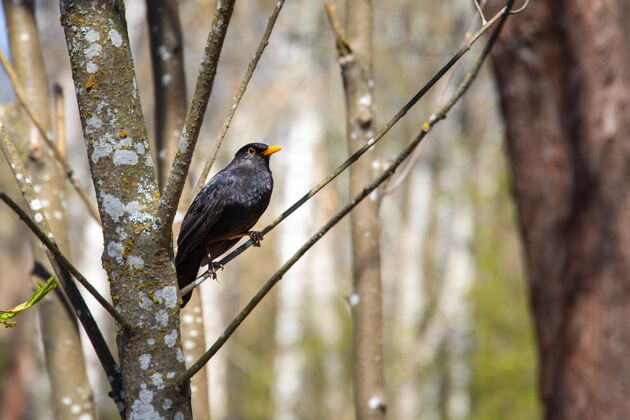 宏一只黑鸟栖息在树枝上的特写镜头 背景模糊鸟类喙物种