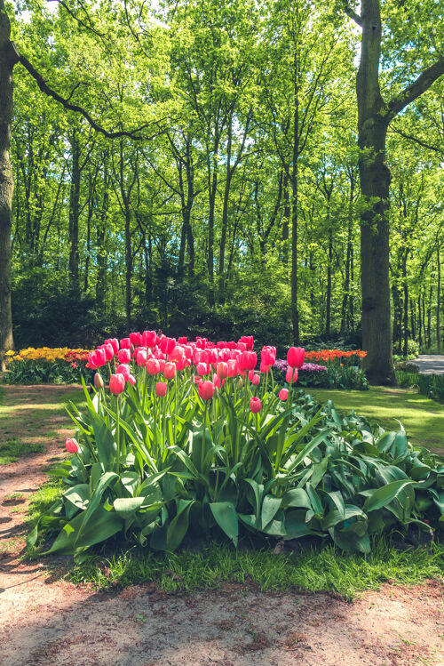 风信子郁金香领域在基恩霍夫花园 利斯 荷兰 荷兰展示蓝色田野