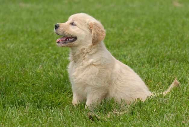 哺乳动物一只可爱的金色猎犬小狗坐在草地上的浅焦镜头狗国内晴天