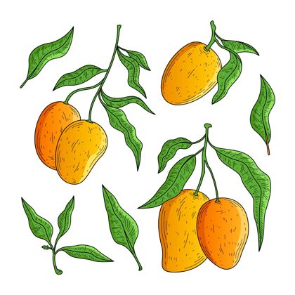 厨房植物芒果树美味营养饮食