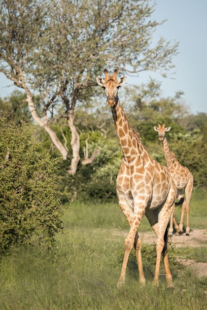 野生动物垂直特写镜头可爱的长颈鹿走在绿树丛中的荒野长颈鹿垂直哺乳动物