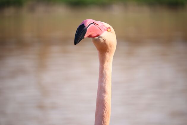 肖像水前一只粉红色火烈鸟头部的特写镜头动物异国情调动物