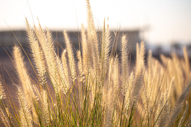 小麦日出时田野植物的美丽背景太阳日落背景