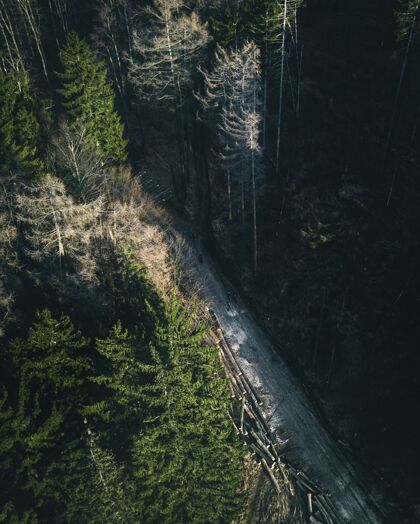 叶高角度垂直拍摄穿过森林的路径道路丛林高角度