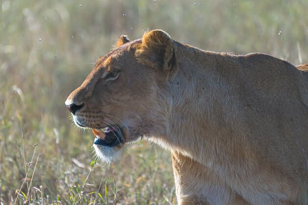 大草原愤怒的母狮子在荒野的草地上寻找猎物接近猫野兽