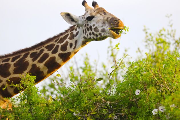 动物马赛长颈鹿在察沃东部国家公园 肯尼亚 非洲保护区野生动物长颈鹿