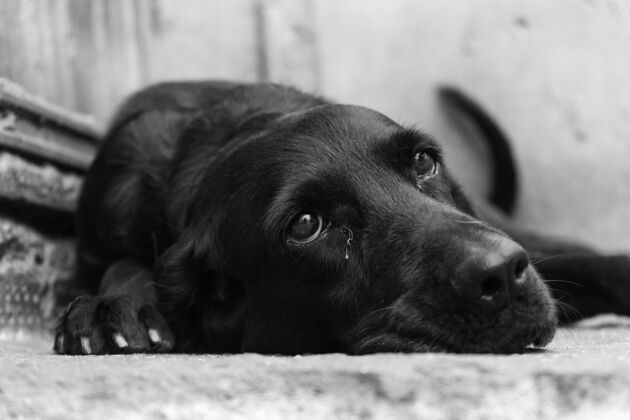 小狗灰阶特写镜头一只可爱的黑狗躺在地上躺着国内纯种
