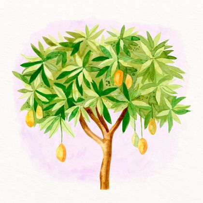 树芒果树水彩插画芒果吃水彩画