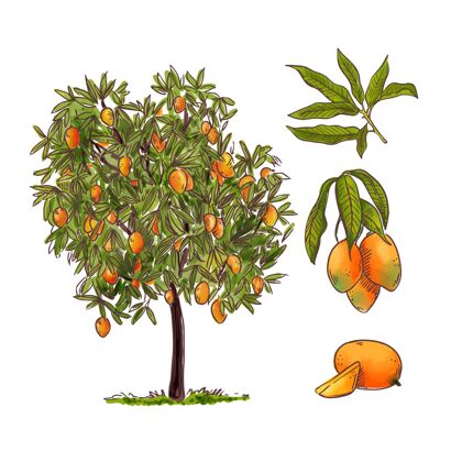 美味植物芒果树插图食品饮食芒果
