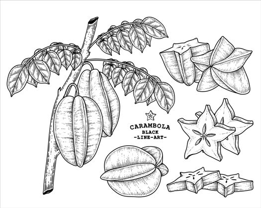 树叶集星果或杨桃果品手绘元素植物插图农业素描素描