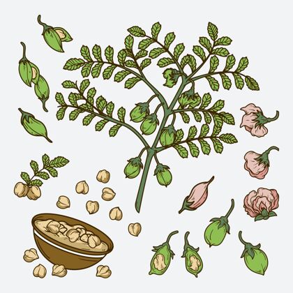 植物营养鹰嘴豆和植物营养食用食品