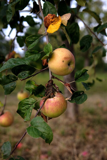 枝白天花园里树上美味苹果的垂直镜头植物学水果园艺