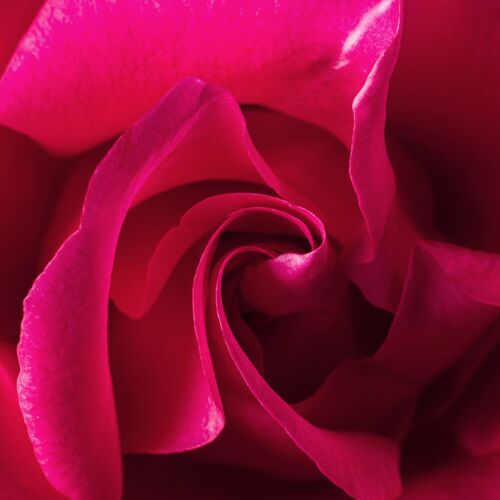 纹理美丽玫瑰的特写镜头方形自然顶视图