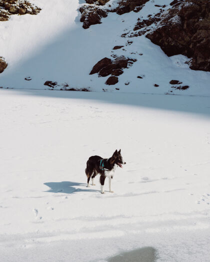 岩石一只坎伯兰牧羊犬在阳光下被雪覆盖的岩石山上的垂直镜头阳光户外冬天