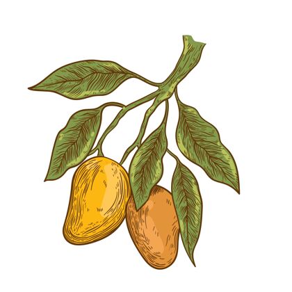 食品手绘植物芒果树枝与水果吃异国情调插图