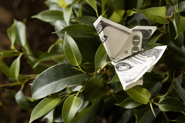 钞票钞票在植物上的高角度横向资金财富
