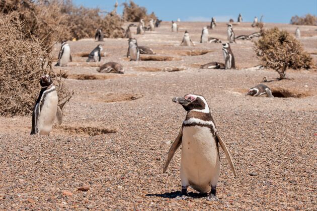 荒野非洲企鹅群的美丽照片北极小气候