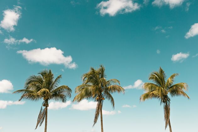 天空在蓝天下 棕榈树和椰子的垂直镜头热带户外异国情调
