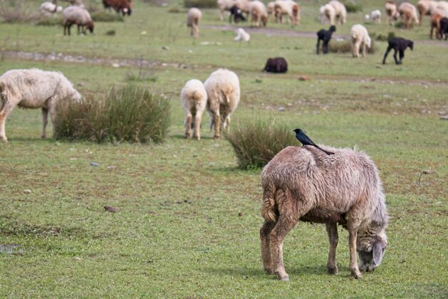 自然一群绵羊在草地上吃草的美丽景色阳光牧场哺乳动物