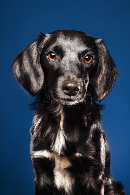 美女一只可爱的狗在蓝色背景上的特写镜头小宠物垂直