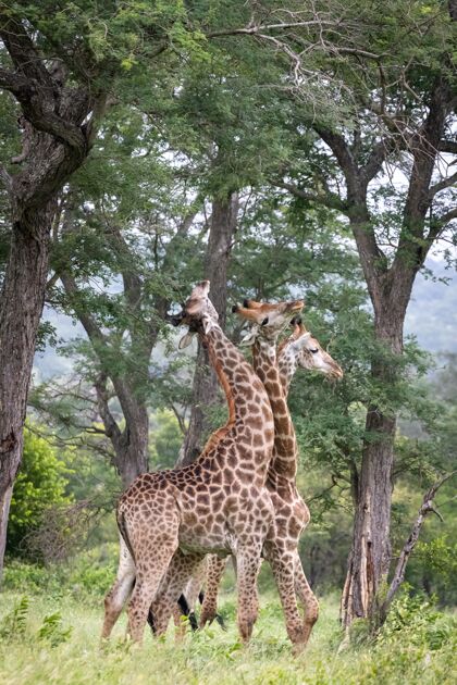 天空垂直特写镜头三只长颈鹿走在荒野和吃树叶的树木脸斑点环境