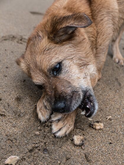 卡通一只可爱的狗躺在沙滩上的垂直镜头狗牙齿宠物