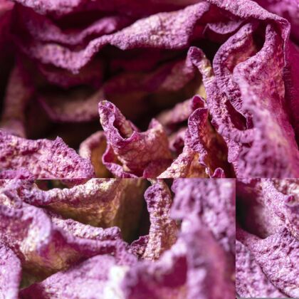 草本抽象紫色植物特写自然植物生态