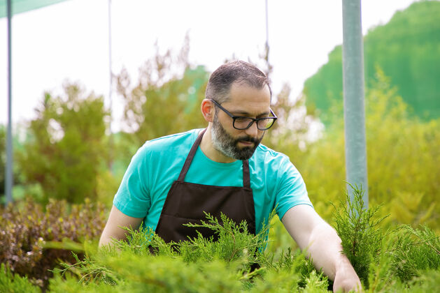 植被种植常绿植物的集中园丁戴眼镜的灰头发男人穿着蓝色衬衫和围裙在温室里照顾小矮人商业园艺活动和夏季概念环境绿色植物针叶