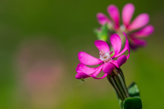 小花粉红色的旋转伞 一朵粉红色的小花 花瓣下有一只小昆虫乡村小紫色