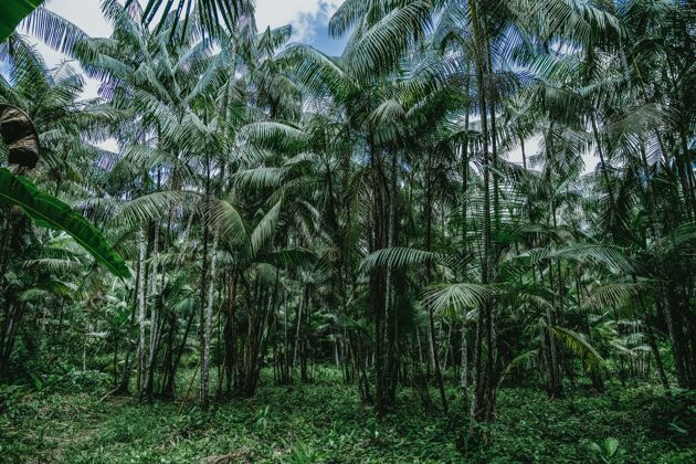 景观巴西野生森林中高大棕榈树的低角度拍摄户外高大树叶