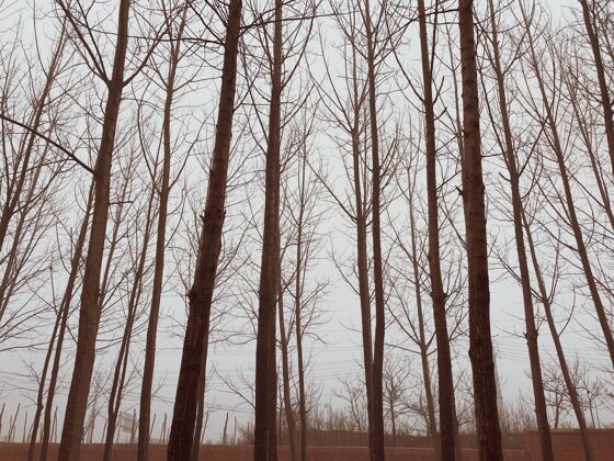 雾在雾天冬天森林里的树风景场景季节