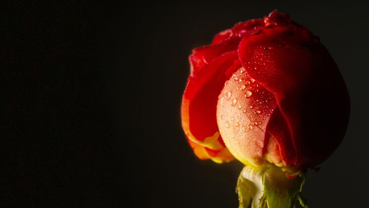春天用水滴特写红玫瑰花自然美丽
