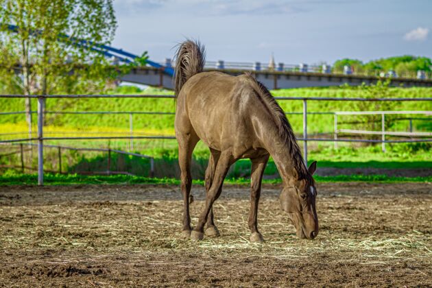 阳光特写镜头一匹棕色的马吃草与绿色植物的背景自然户外土地