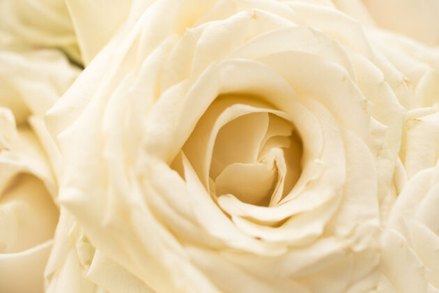完美美丽的新鲜白玫瑰色调宏观观点花蕾新鲜易碎
