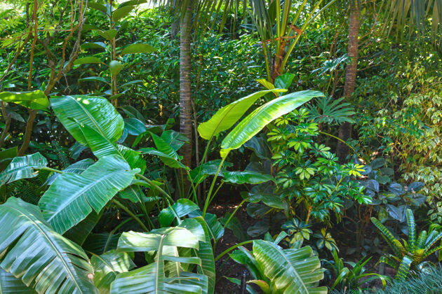 棕榈美丽的夏日城市公园 亚热带植物丛生小树林树叶园艺