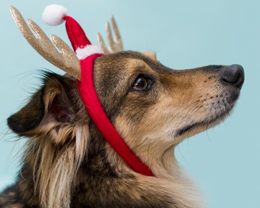 特写可爱的圣诞概念狗的正面图家养动物风景正面